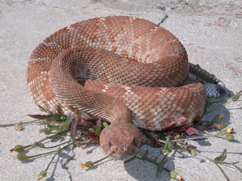 Rattlersnake