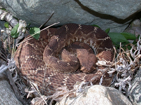 Rattlesnake