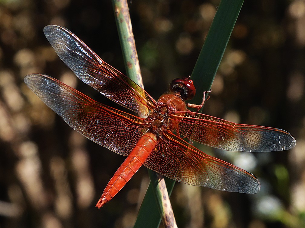 Red Dragonfly by David Davies