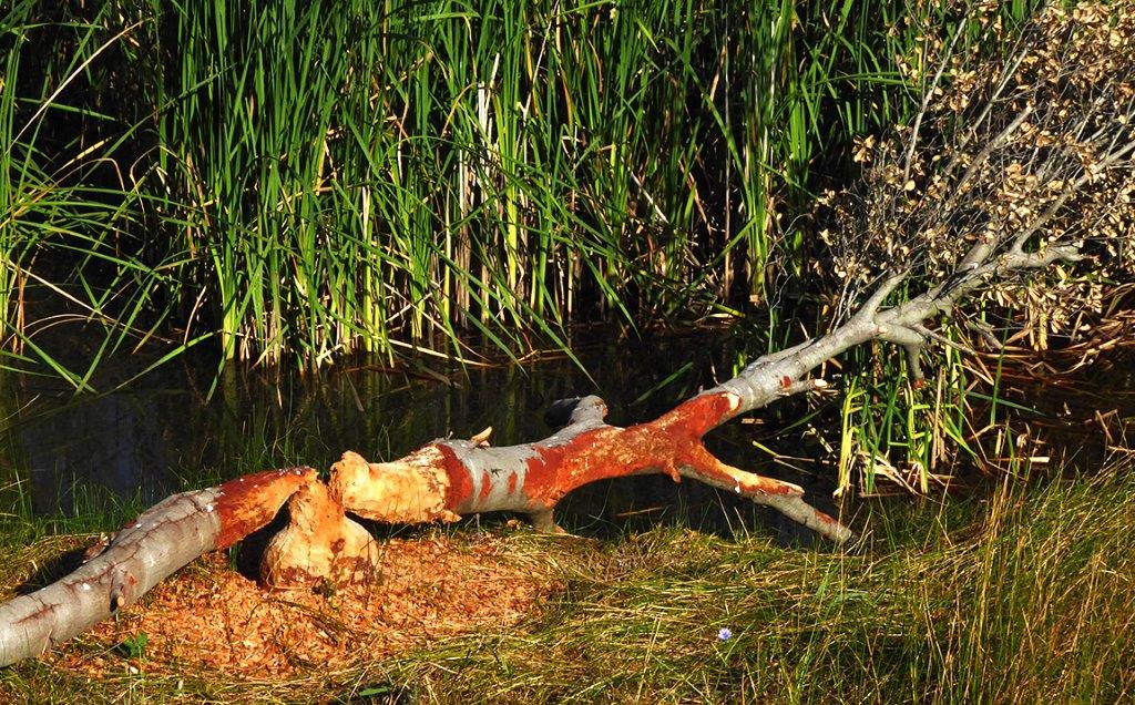 Marsh and Beaver Tree by David Davies