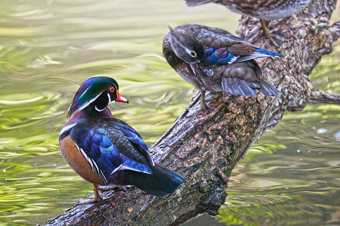 Two Wood Ducks by David Davies