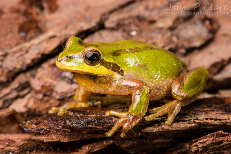 Pacific Tree Frog C2013 John P. Clare Cal Photos Creative Common Copyright