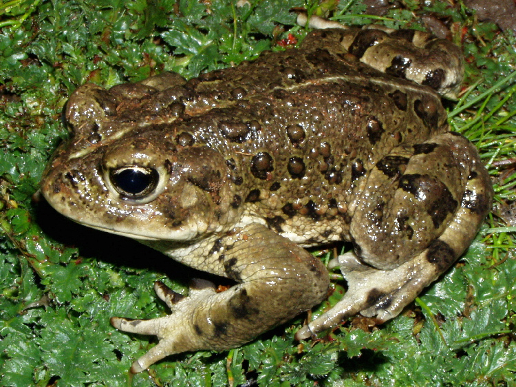 Western Toad C2015 William Flaxington CalPhotos Creative Commons Copyright