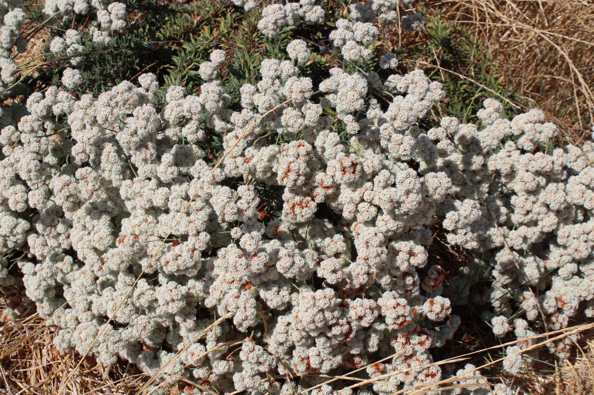 Buckwheat Katherine Holmes