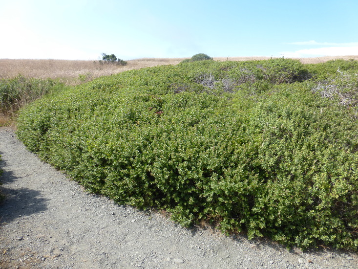 Dwarf Coyote Bush C2015 Zoya Akulova Cal Photos Creative Commons Copyright