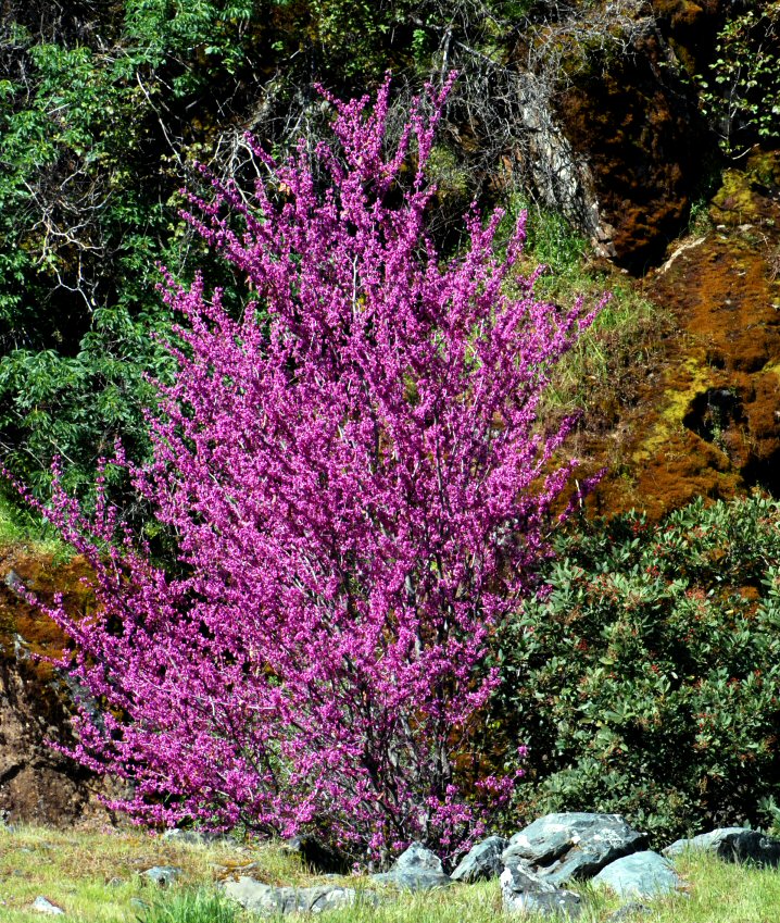 Redbud C2009 Barry Breckling Creative Commons copyright