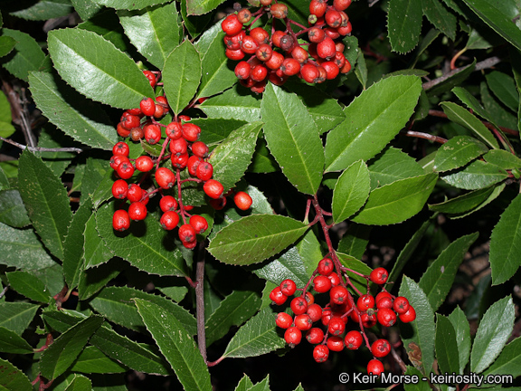 Toyon C2013 Keir Morse Cal Photos Creative Commons Copyright