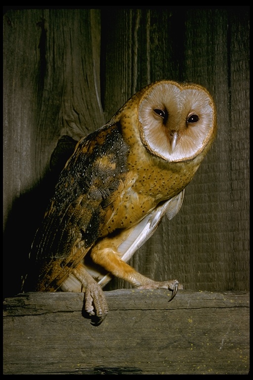 Barn Owl George W. Robinson © 2001 California Academy of Sciences