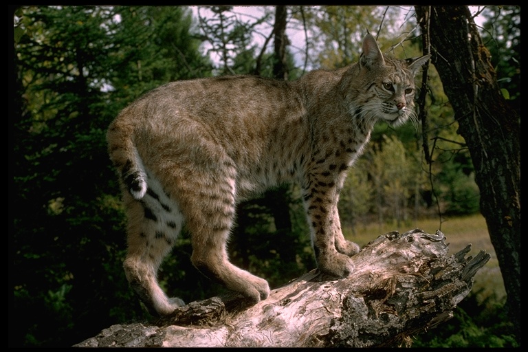 Bobcat Gerald and Buff Corsi © California Academy of Sciences