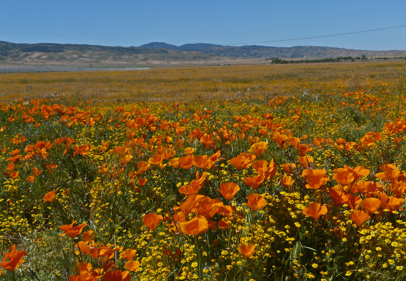 Wildflowers W. Juergen Schrenk Creative Commons copyright