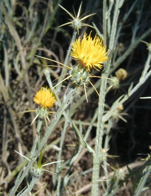 Yellow Star Thistle Berry Breckling Creative Commons copyright