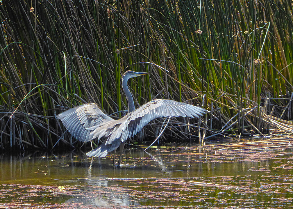 Great Blue Heron C David Davies