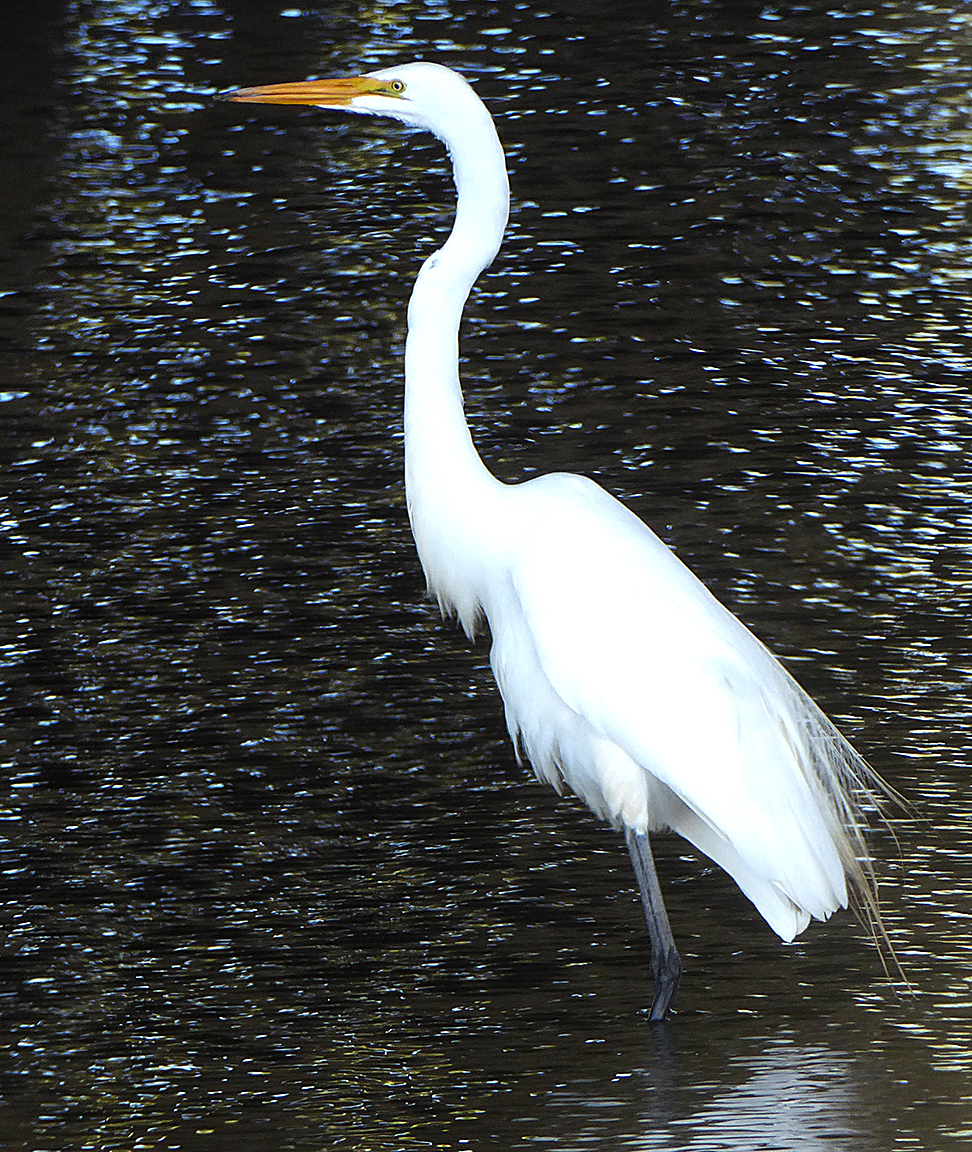 Great Egret C David Davies