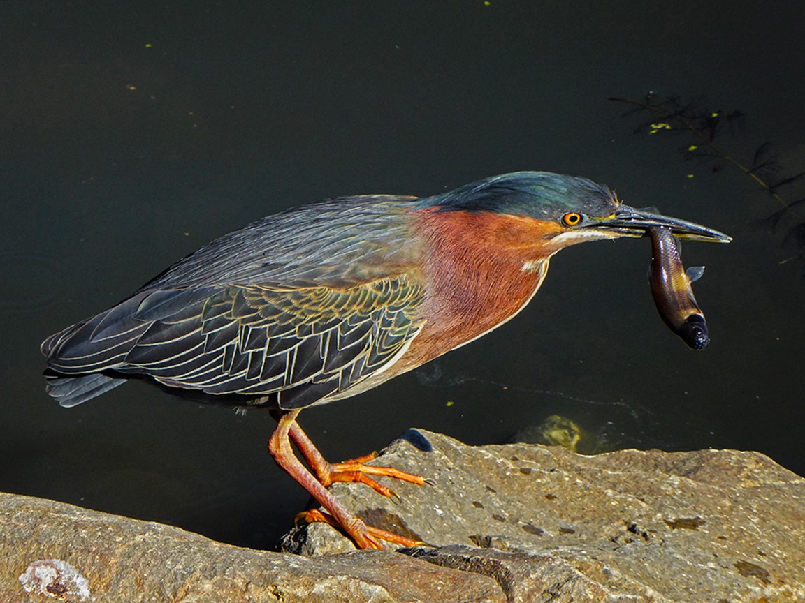 Green Heron C David Davies