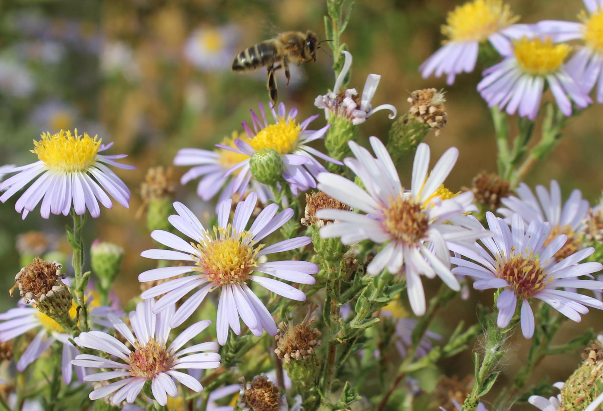 Aster and Bee Katherine Holmes