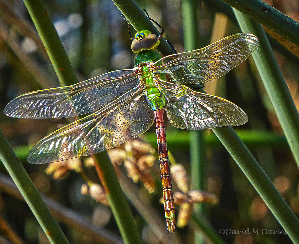 Dragonfly C David Davies