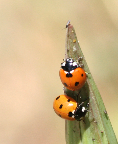 ladybug Adult C Kay Loughman