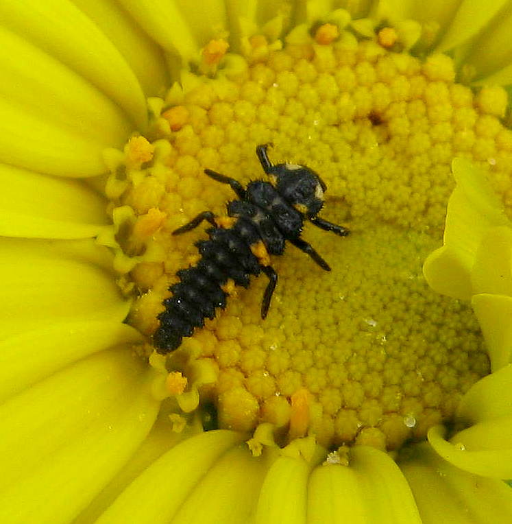 ladybug Larvae C Luigi Rignanese