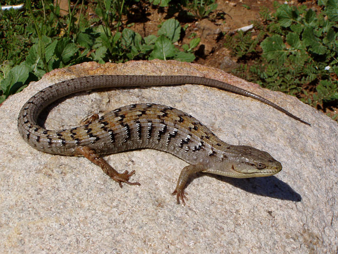 Alligator Lizard C 2008 William Flaxington