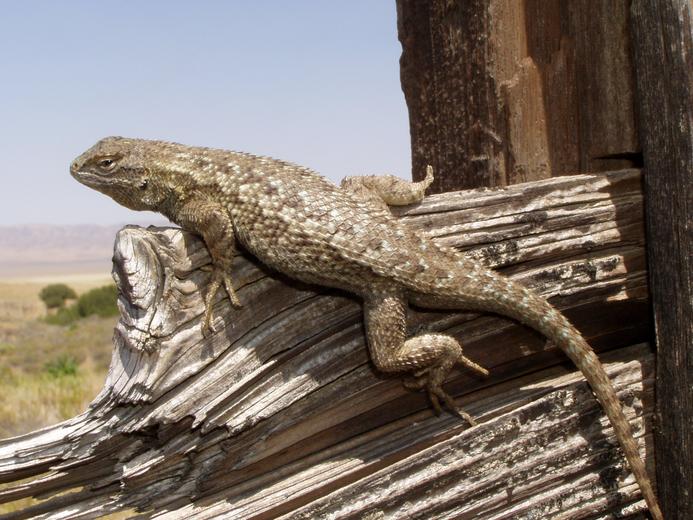 Western Fence Lizard C 2008 William Flaxington