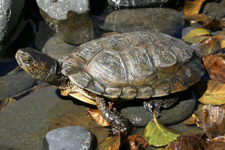 Western Pond Turtle C 2015 William Flaxington