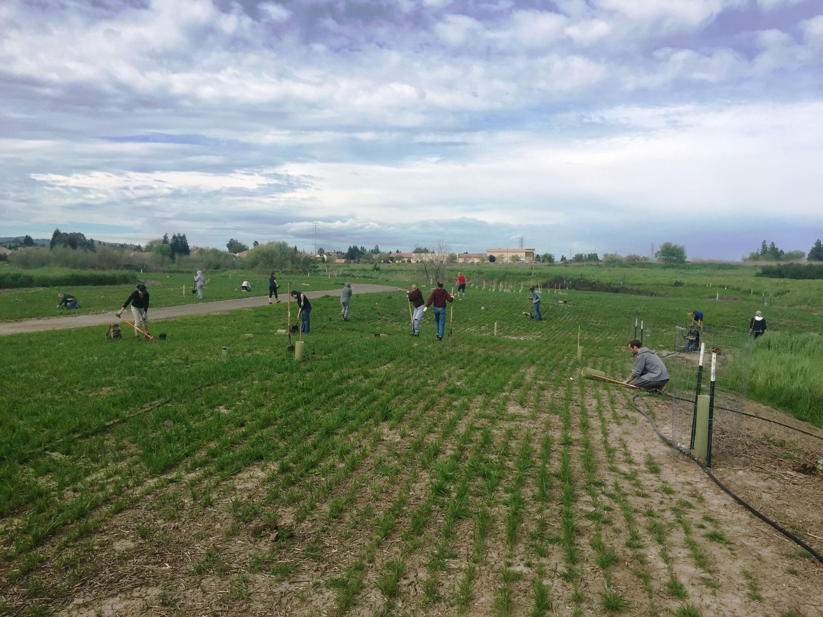 Volunteer Planting