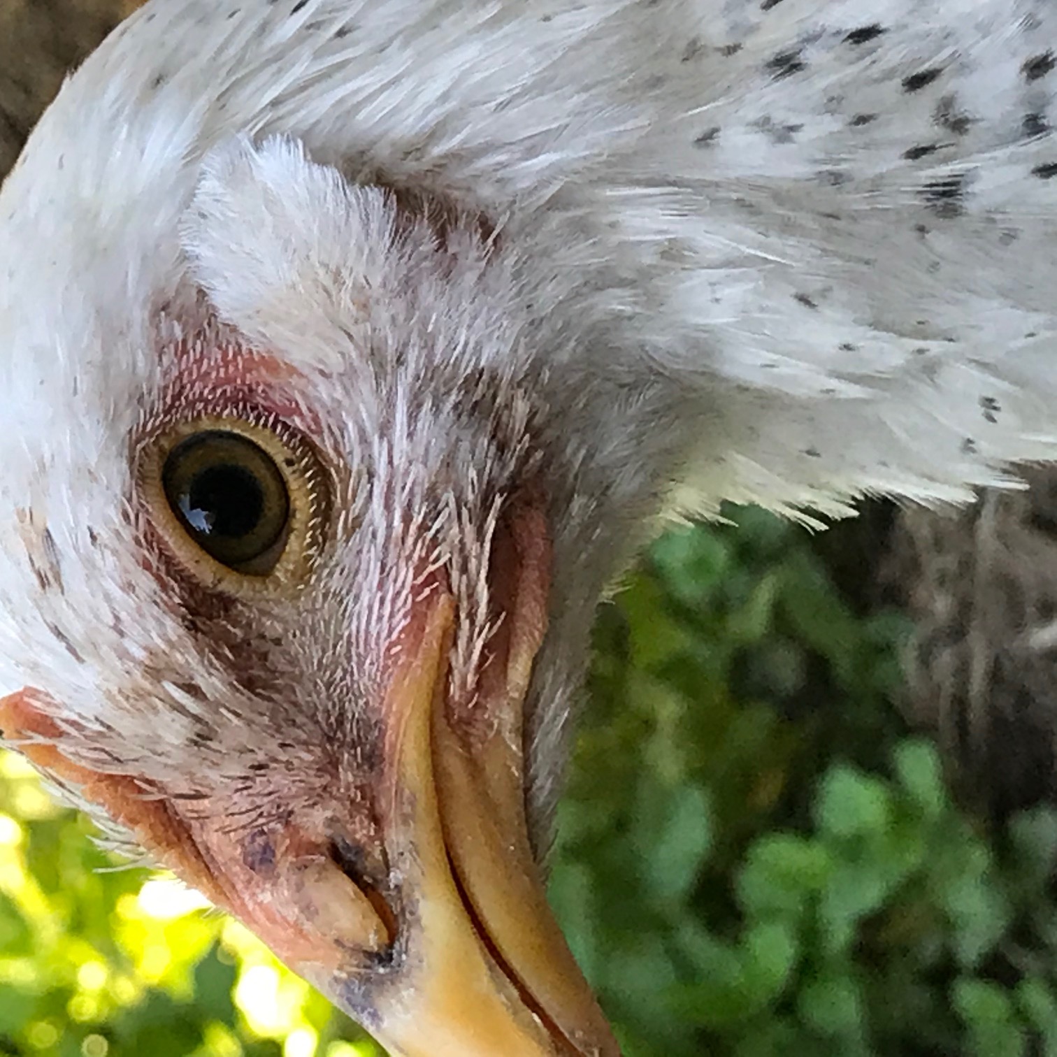 Close-up of a chicken's face