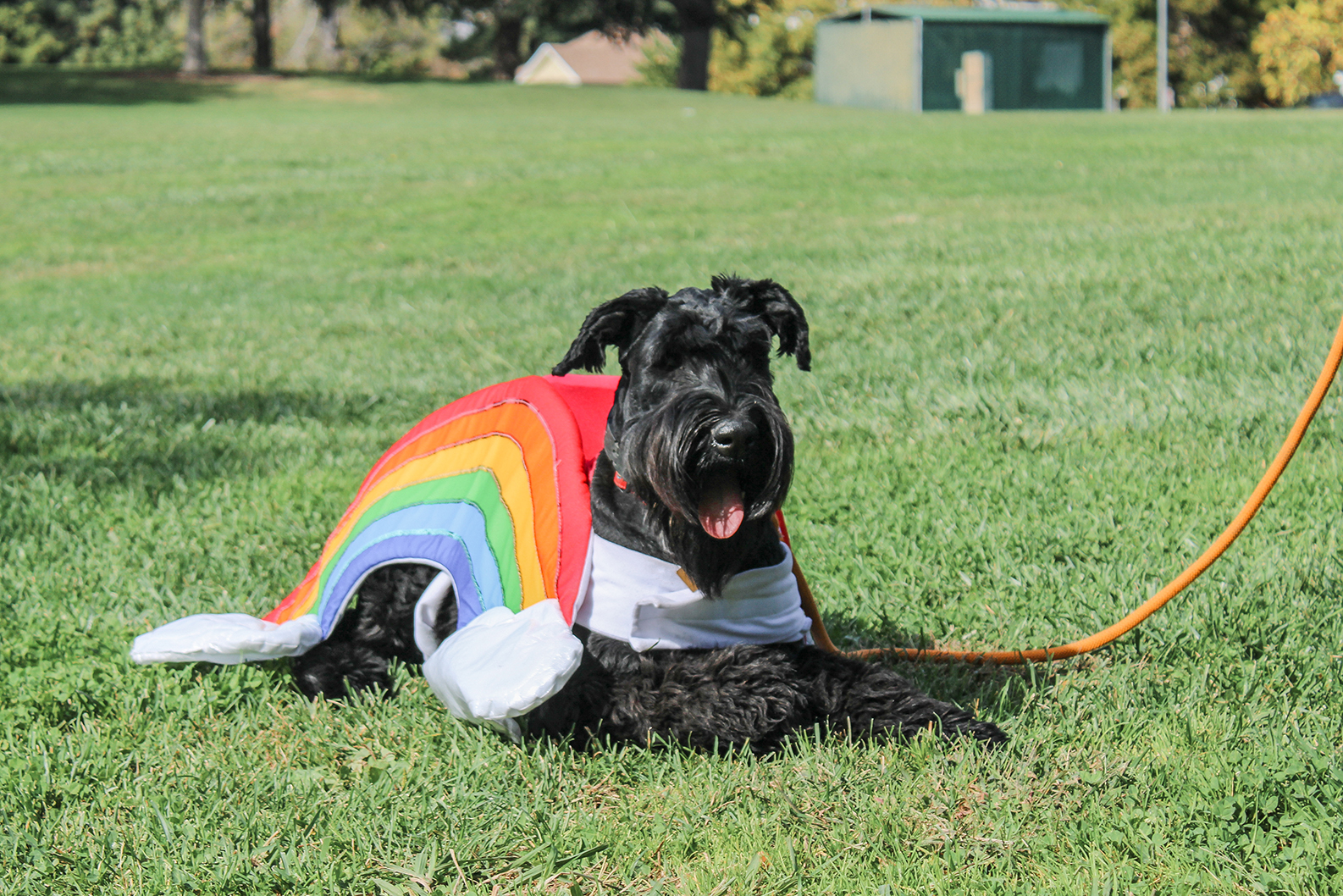 Black dog in a rainbow costume