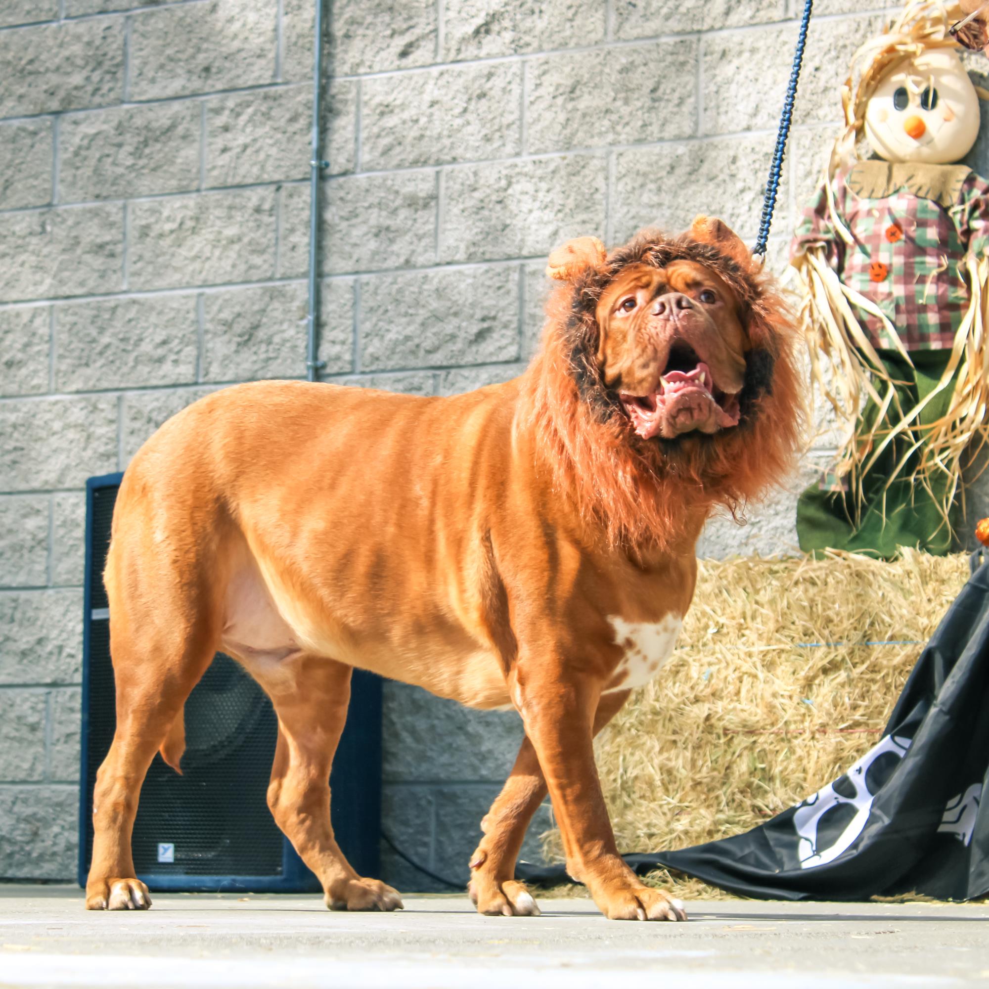 A big red dog walks across the outdoor stage wearing a lion mane