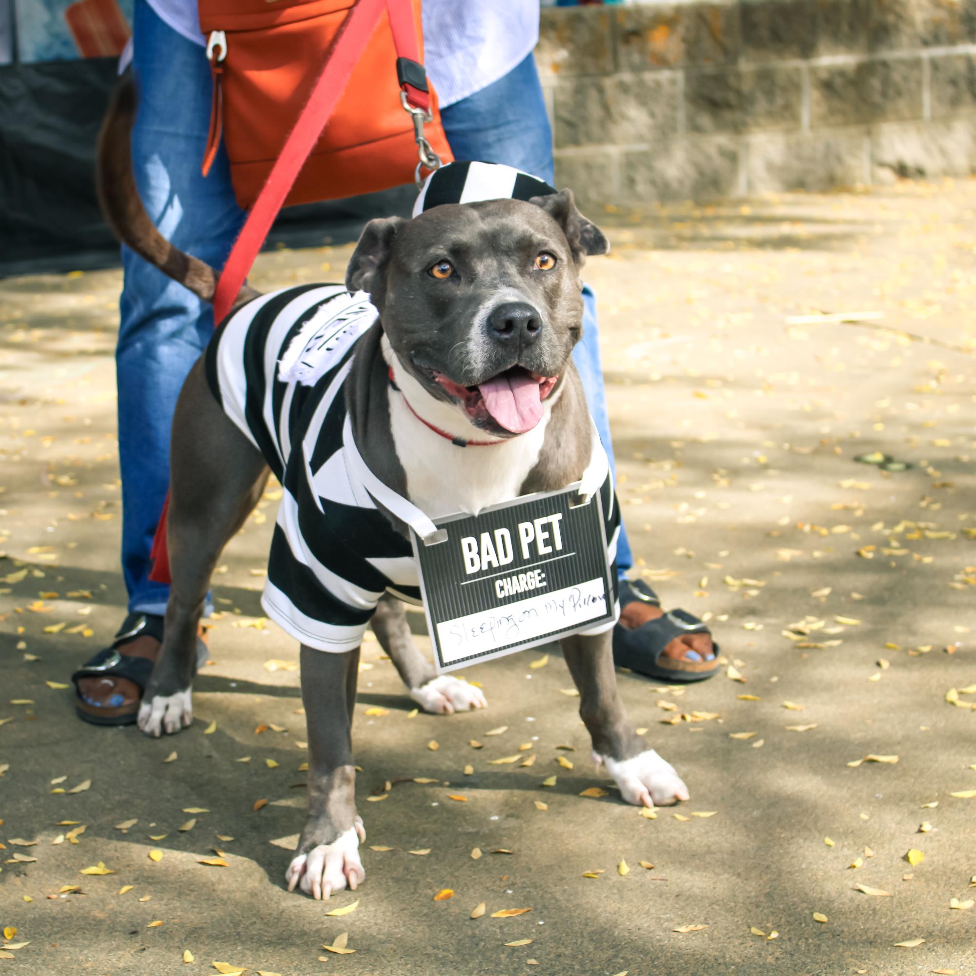 Happy little grey and white dog wears a black and white convict costume with a sign that says "Bad Pet" 