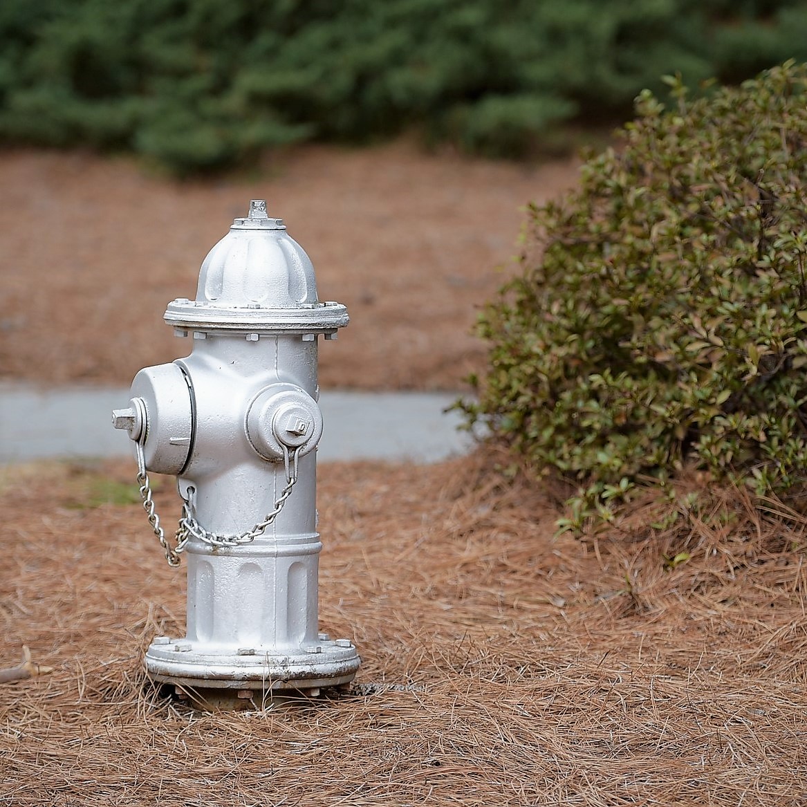 Photograph of a white fire hydrant in a landscaping area.