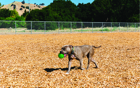 Grey dog holding a green ball in his mouth at the Centennial Dog Park