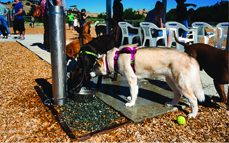 Two dogs drinking from the dog water fountain at the Centennial Dog Park 