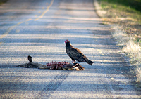 Roadkill