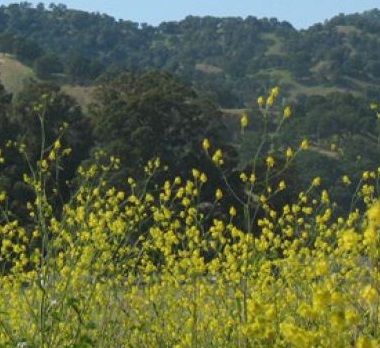 Field of Mustard Plant against Vaca Mountains