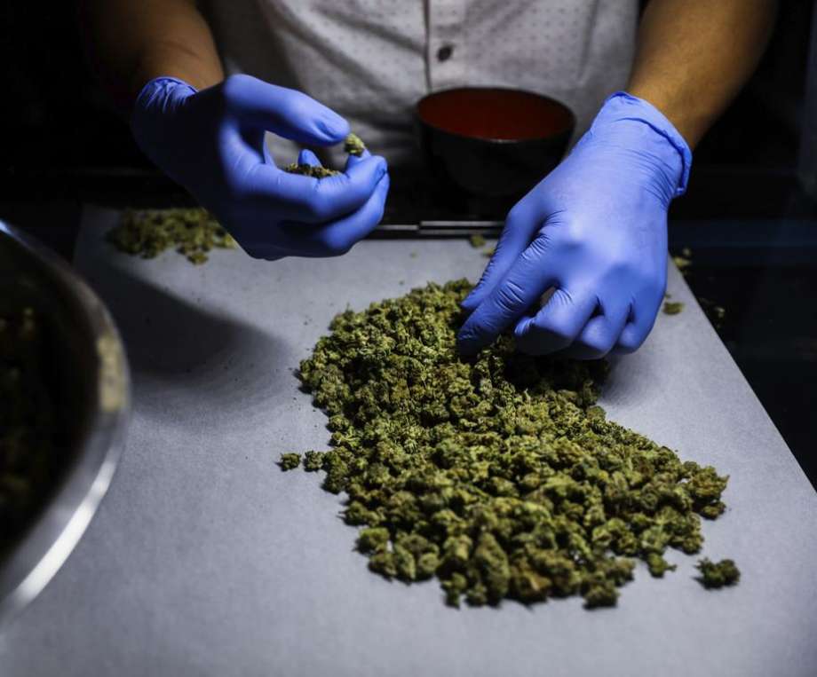 cannabis being handled by a cannabis worker