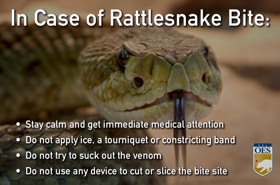 Image of a rattlesnake with tips on what to do if you are bitten!