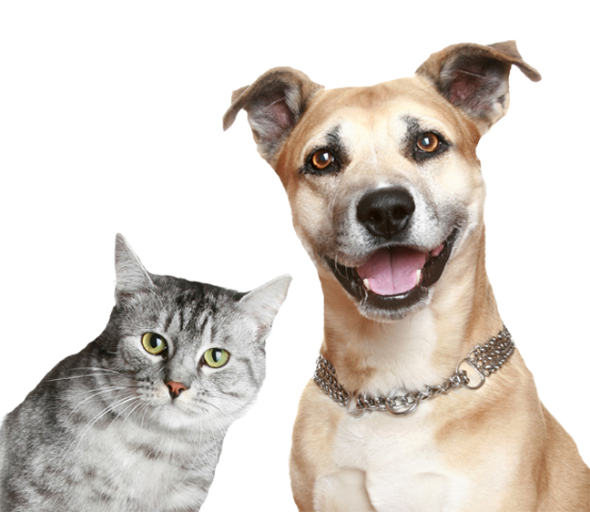 cat and dog